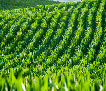 Fodder Maize