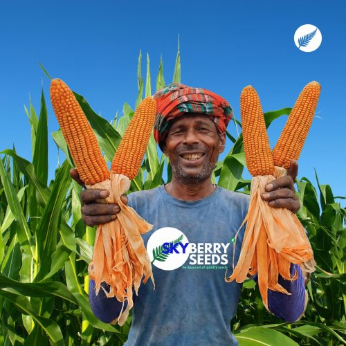 skyberry seeds farmer