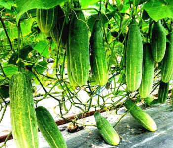 cucumber