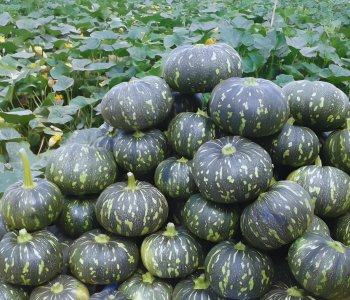 pumkin