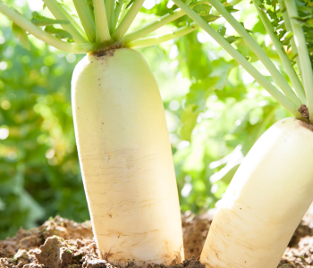 radish