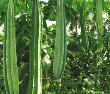 ridge Gourd
