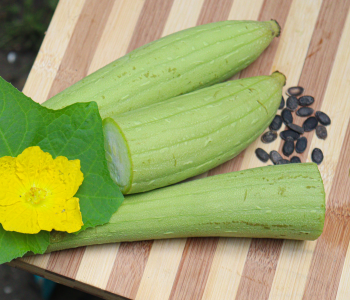 sponge gourd
