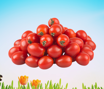 tomato